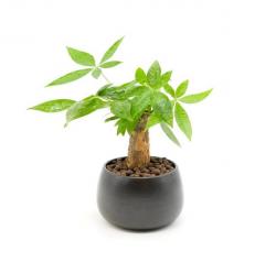 Đặt 5 mẫu cây bàn làm việc sau giúp hút tài lộc ngày đầu năm mới