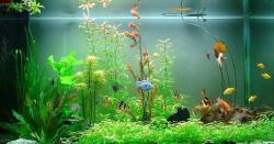 Hướng bố trí bàn làm việc văn phòng phù hợp với người mệnh thủy