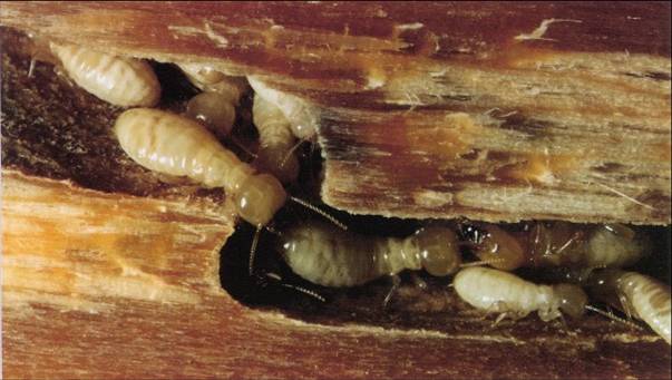 Một vài mẹo đơn giản sữa chữa đồ nội thất bằng gỗ tại gia đình và văn 