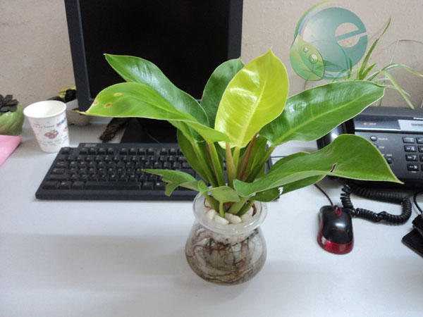 bàn làm việc cây xanh