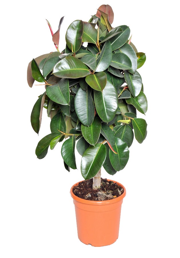 cây đa lá đỏ để bàn