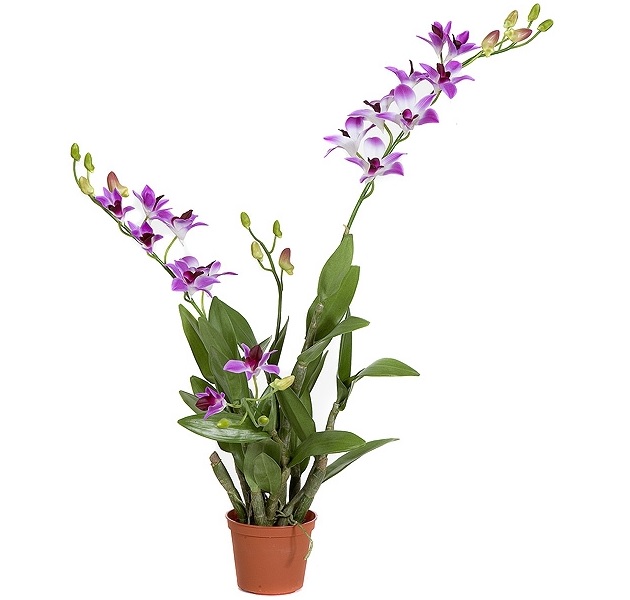 cây để bàn làm việc hoa lan