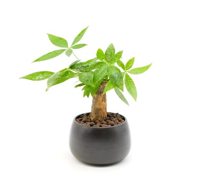 cây kim ngân để bàn làm việc