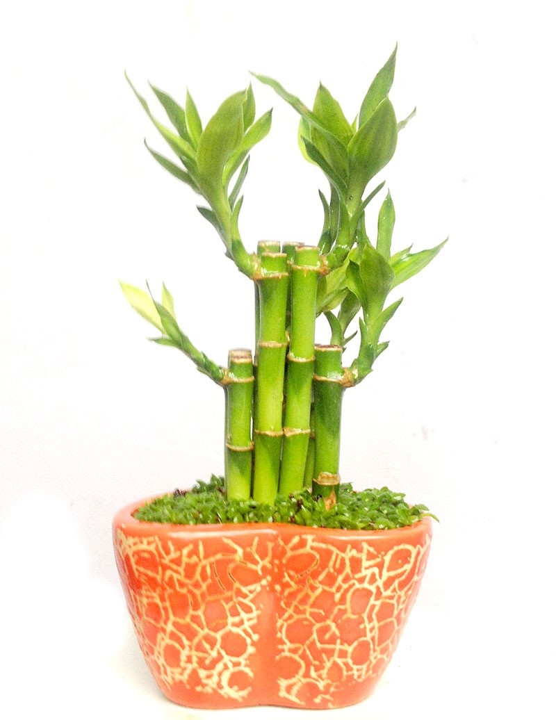 cây phát tài lộc