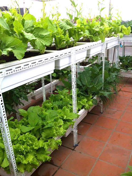 kệ sắt trồng rau
